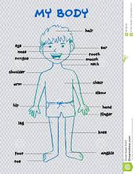 My Body Educational Info Graphic Chart For Kids Stock