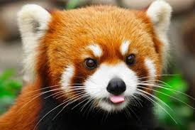 What is the cutest animal in the world. Red Panda 15 Cutest Animals In The World Martian Herald
