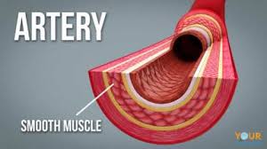 Smooth muscles, cardiac muscles and skeletal muscles. Smooth Muscle Examples And Function