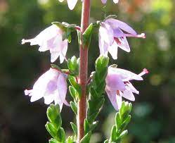 Calluna Vulgaris Pesquisa Do Google Scottish Flowers Flower Close Up Wild Edibles
