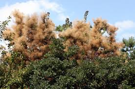 Check spelling or type a new query. Cotinus Wikipedia