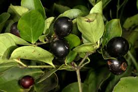 Image result for Carissa spinarum