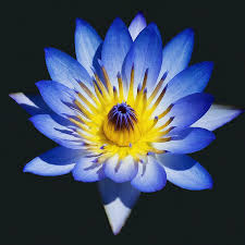 Image result for Nymphaea lotus