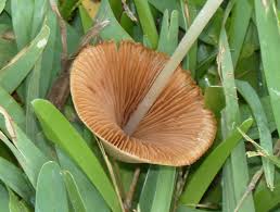 Image result for Conocybe lactea
