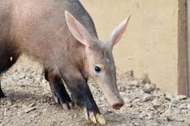 Résultat de recherche d'images pour "aardvark"