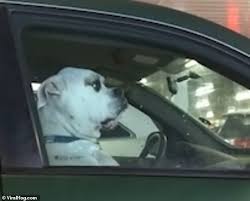 Hilarious Moment Pooch Doggedly Ignores Nearby Driver As It Sits In Car Passenger Seat Like A Human Daily Mail Online
