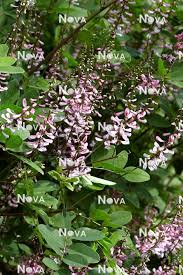 Image result for Indigofera erythrogramma