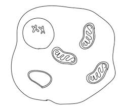 Animal cell coloring labeled coloring pages inside. Simplified Plant And Animal Cell Coloring Pages By Caroline Phillips