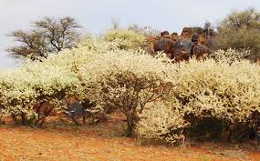 Image result for Acacia mellifera