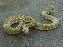 What is uncommon is for people to react to the presence of a snake with calm. Types Of Venomous Snakes Niosh Cdc