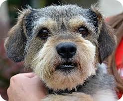 These dogs are popular for being cute, and though small in size, they are known to be brave and alert by disposition. Sharonville Oh Miniature Schnauzer Meet Buddy A Pet For Adoption