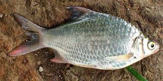 Indonesia merupakan salah satu negara dengan biodiversitas tertinggi di dunia. 23 Jenis Ikan Air Tawar Yang Populer Dikonsumsi Dipelihara Pintarpet