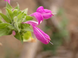 Image result for Dicliptera transvaalensis