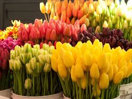 Bunga ini memiliki variasi warna yang bunga tulip memiliki warna yang beragam, mulai dari merah, pink, kuning, putih, oranye, dan. Arti Dan Makna Dibalik Setiap Warna Bunga Tulip