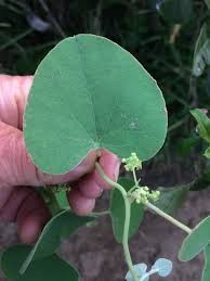 Image result for Cissampelos mucronata