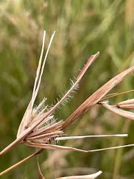 Image result for Themeda