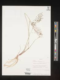 Image result for Eragrostis glandulosipedata