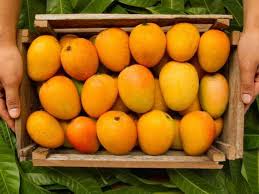 A mango is a popular tropical fruit that is eaten in sweet and savory dishes around the world. Side Effects Of Mango You Should Know Misskyra Com