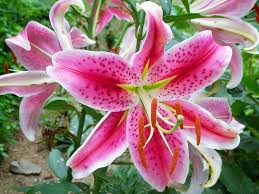 The camera i have captures the flower perfectly! 10 Stargazer Lily Bulbs Walmart Com Walmart Com