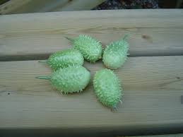 Image result for Cucumis engleri