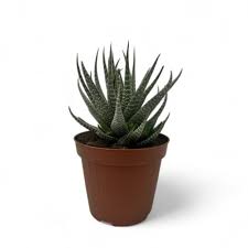 Image result for Asphodelaceae