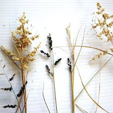 Image result for Eragrostis echinochloidea