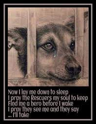Please Everyone Know That Sometimes The Euthanization Date Is Moved Because 1 Shelter Was Busy 2 The Shelter Got Last Minute Save Animals Dogs Shelter Dogs