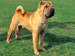 Shar Pei Elityavru Com
