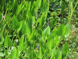 Image result for Pontederiaceae