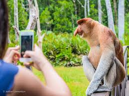 Perlu diketahui bahwa kucing adalah binatang karnivora obligat. Get In Touch With Nature In Sandakan Sabah From Emily To You