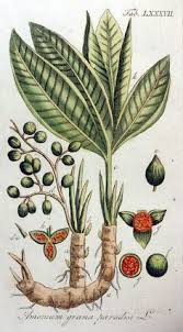 Black Cardamom Botanical Illustration Vintage Botanical Drawings Botany Illustration