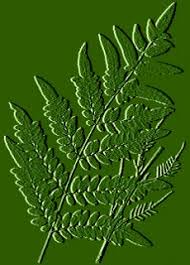 Image result for Ampelopteris