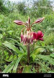 Image result for Crinum macowanii