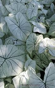 New Caladium Varieties Miss Smarty Plants White Plants Plants Caladium