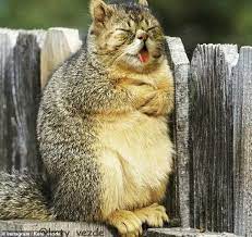 An Artist Photoshopped Cat Faces Onto Other Animals Cats Animals Cat Face