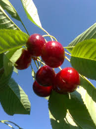 Porumbe, porumbel, mătăciune, a devenit un panaceu pentru zeci de afecţiuni. Cirese Inima De Porumbel Fructele Pomilor Fructiferi Popescutraian