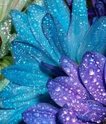 John Lavenia (jlavenia)