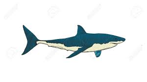 Learn how to draw great white shark pictures using these outlines or print just for coloring. Great White Shark Hand Drawing Colorful Vintage Engraving Illustration Royalty Free Cliparts Vectors And Stock Illustration Image 122967449