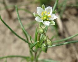 Image result for Spergula