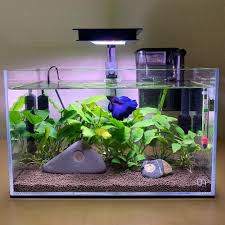 Two Bettas And A Rock On Instagram This Tank Will Be Known As The House Of Sushi Credit To Aquascape Art For The Nam Betta Fish Tank Betta Fish Tank