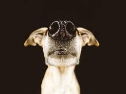 Nose Focused Canine Portraits Dog Nose Dog Photoshoot Dog Photography
