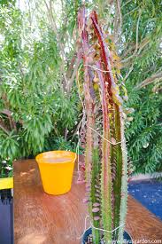 Find out how easy and rewarding it is to propagate euphorbias by taking cuttings of euphorbia characias subsp. Repotting Euphorbia Trigona African Milk Tree With Soil Mix