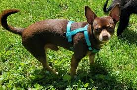 Abby's Pampered Pooches in Indiana