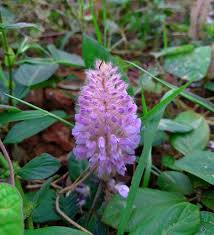 Image result for Uraria