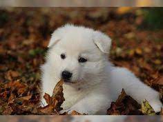 weisse schaferhunde welpen zum durchknuddeln 3 deine tierwelt de weisser schaferhund welpen weisser schaferhund hunde