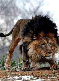 Pin By Daniel Pombo On Animais Animals Animals Beautiful Animals Wild