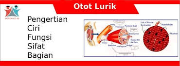 Jenis otot tersebut meliputi otot polos, otot lurik, dan otot jantung. Otot Lurik Ciri Fungsi Sifat Bagian Mekanisme Faktor