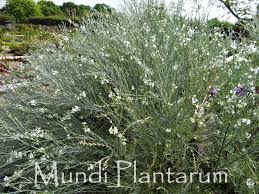 Image result for Gomphostigma