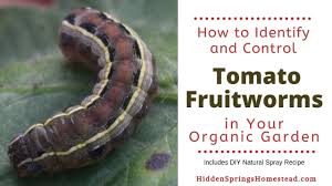 Tomato hornworms survive winters as pupae and tomato hornworm caterpillars start feeding on the leaves on the upper parts of the plants. Holes In Tomatoes How To Kill Tomato Fruitworms Hidden Springs Homestead