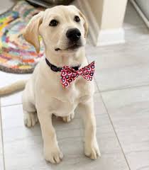Picking out a puppy is a big decision, so why not have the most gorgeous dog on. Labrador Retriever 101 The Essential Guide Pawcited